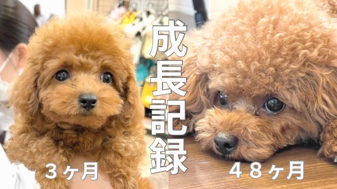 子犬の成長記録！トイプードル生後3ヶ月〜2歳まで【タイニープードル】