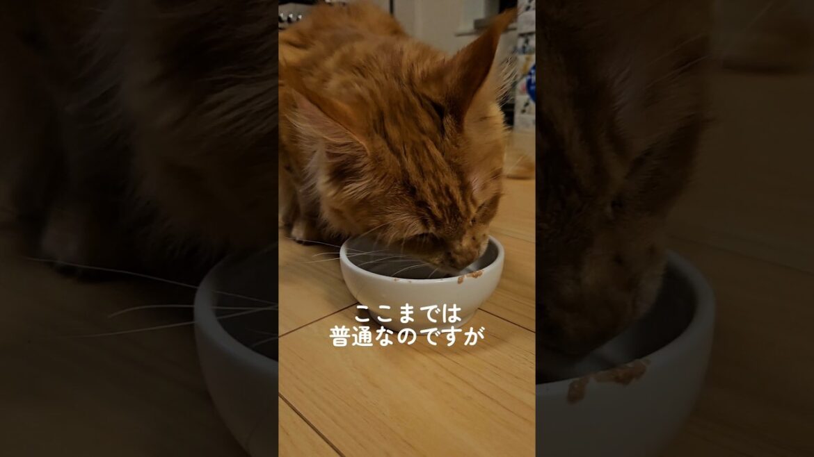 メインクーン🐈️ソルのウェットフードの食べ方🍴