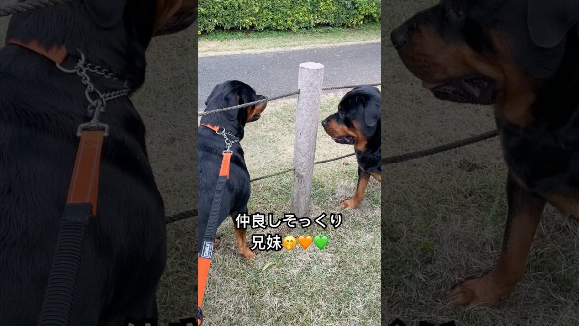 兄妹の再会【ロットワイラー】