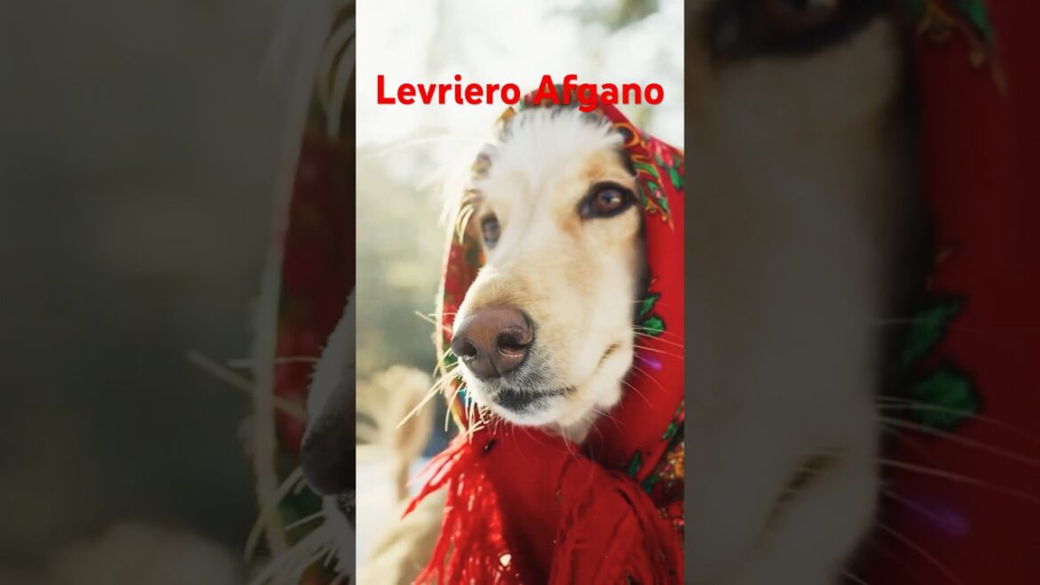 Scopri l’Affascinante Levriero Afgano!