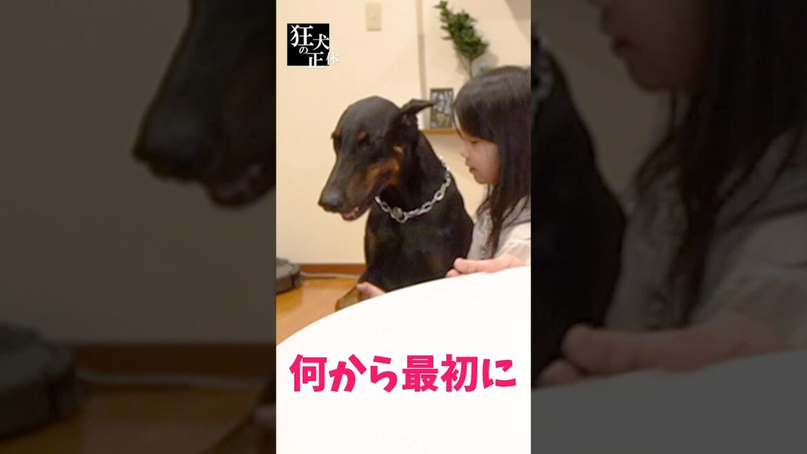 世界一反省の上手いドーベルマン