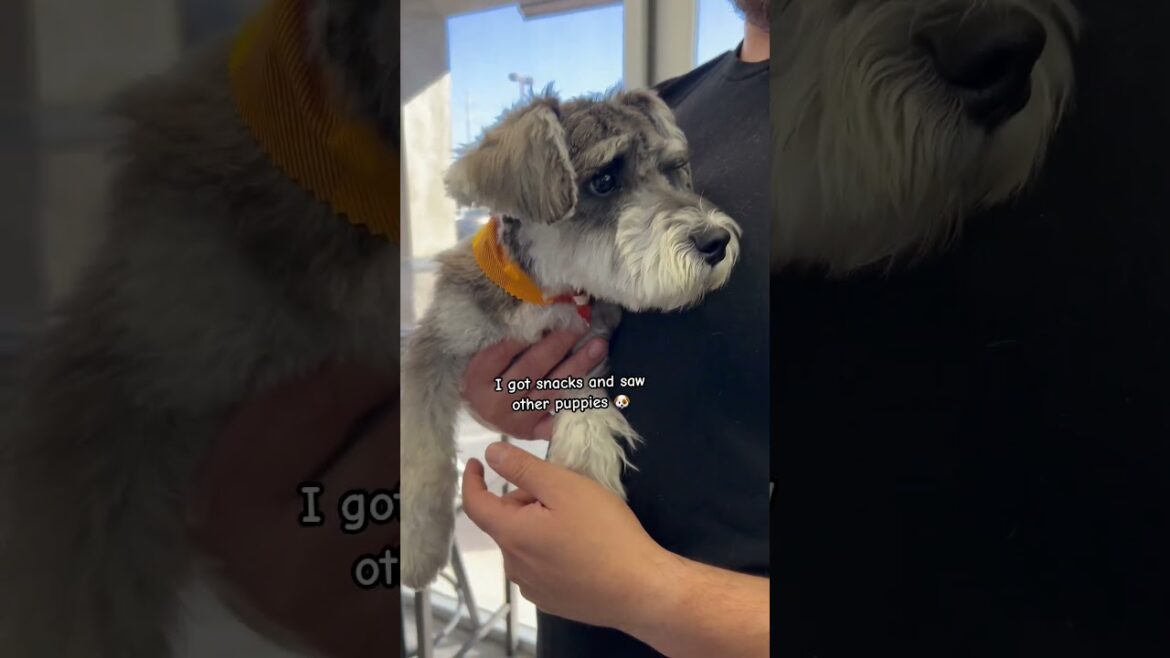 My first puppy grooming day 🐶 what do you think? #minitureschnauzer #puppyhaircut #puppyshorts