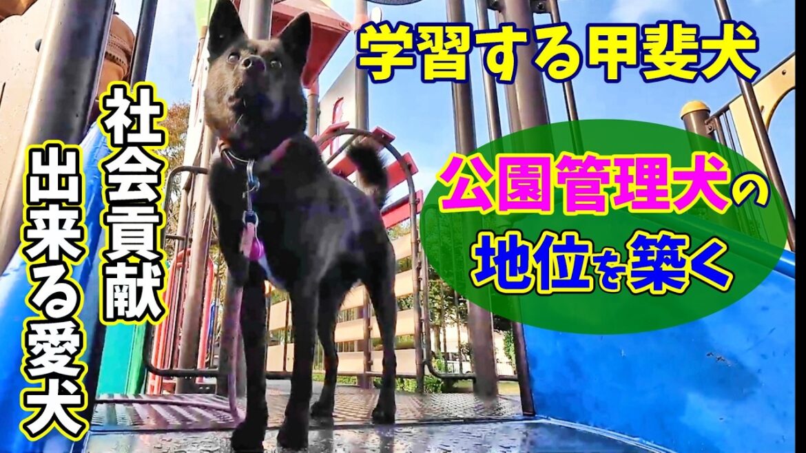 公園管理犬の地位を築く甲斐犬-　甲斐犬いち
