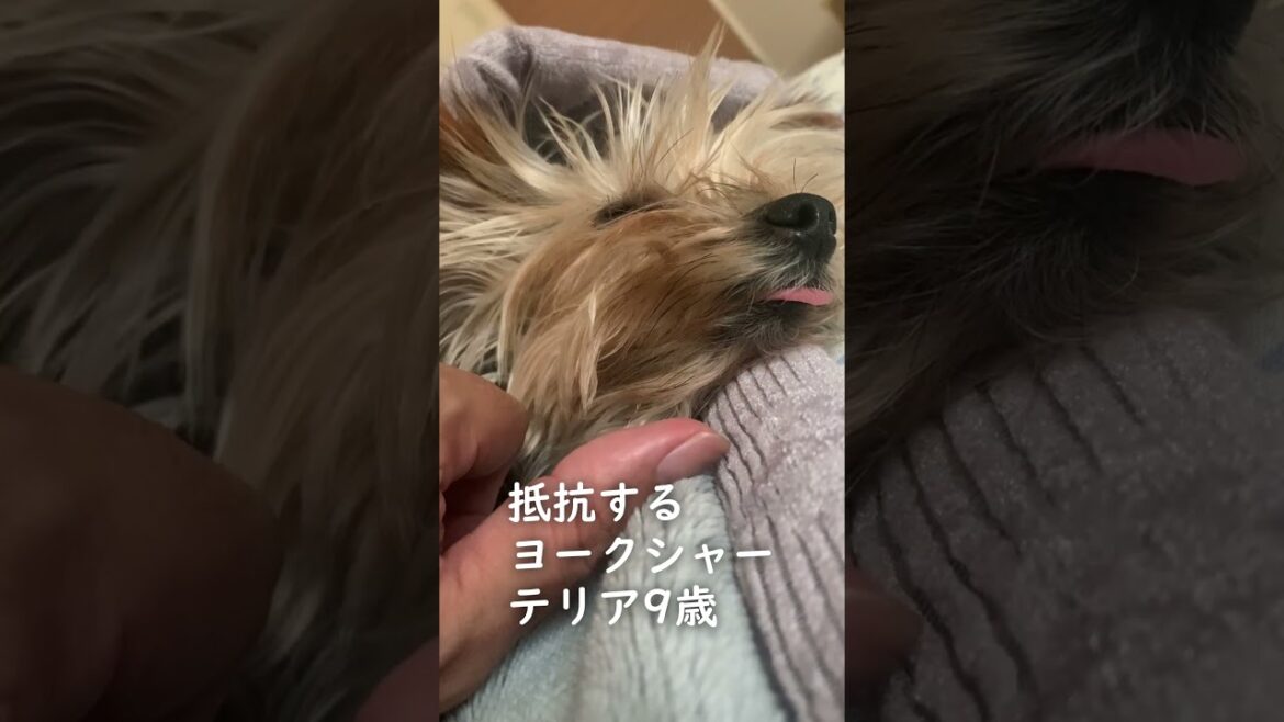 舌がかわいいヨーキー