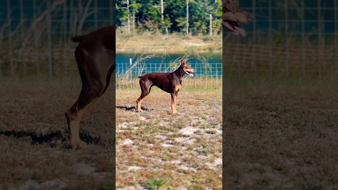 Freya the Doberman turned 10 today #doberman