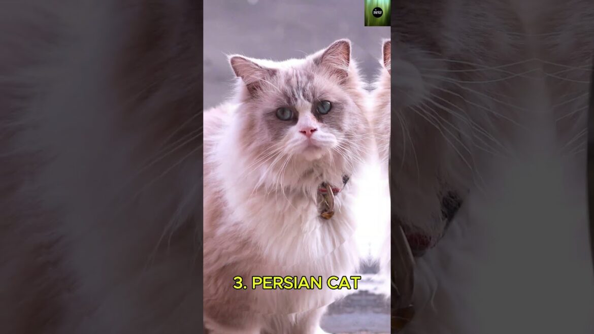 4 Majestic Cats You Won’t Believe Exist 🐾💖 | Perfect Pets for Every Cat Lover #cats #viralshorts