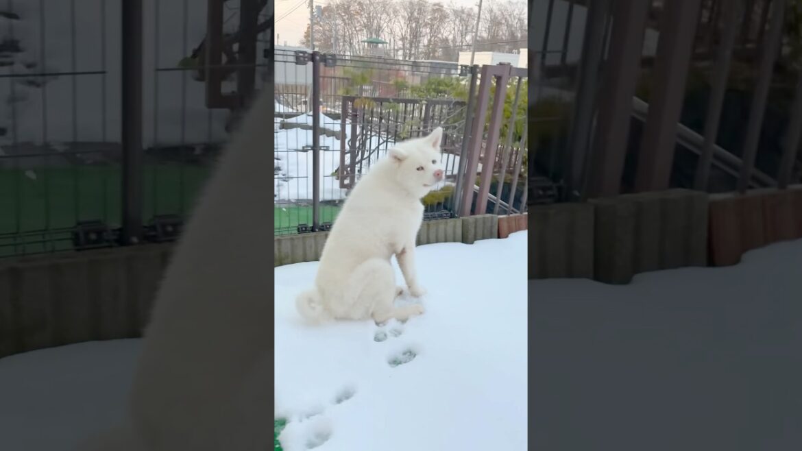 秋田犬タム：雪浴❄️♨️の季節がやってた‼️
