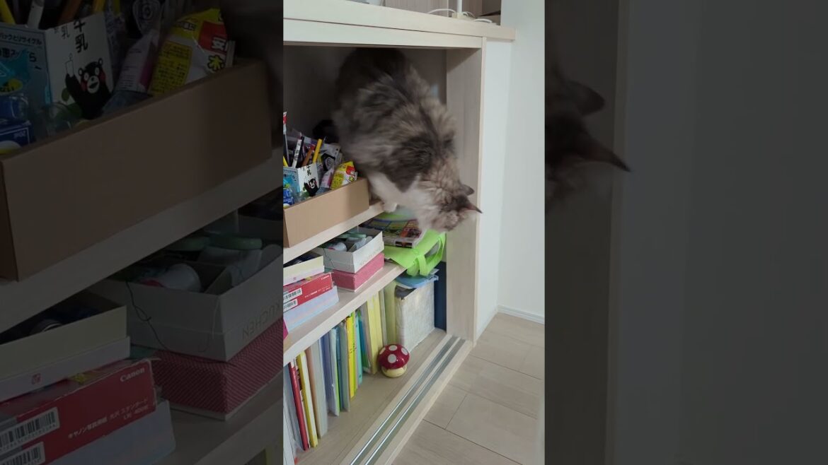 せまい棚にも入る猫【ノルウェージャンフォレストキャット】＃Shorts