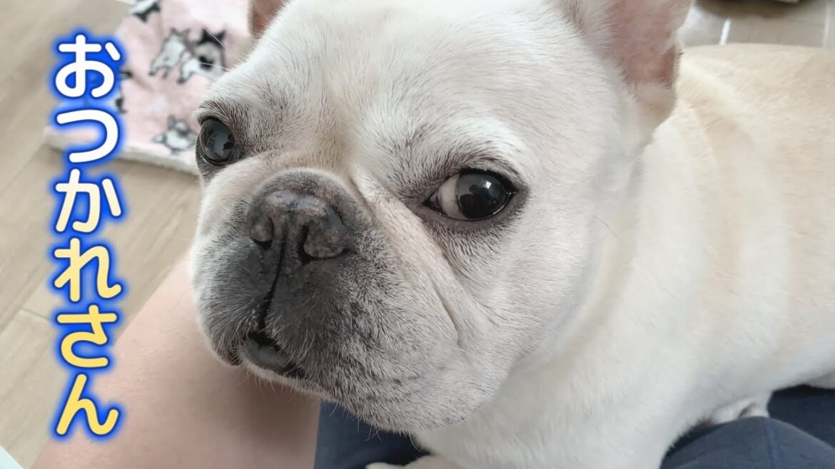 ぽーちゃんなんて軽い！！【フレンチブルドッグ frenchbulldog】