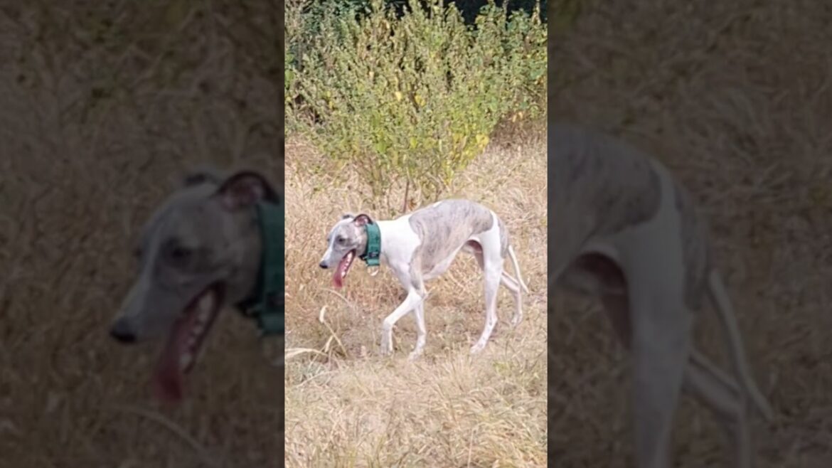 Price of Whippet Puppies in India #shorts