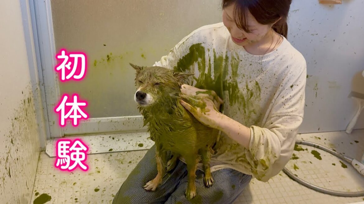 ママと泥んこになりながらシャンプーを堪える柴犬が可愛い ママと泥んこになりながらシャンプーを堪える柴犬が可愛い