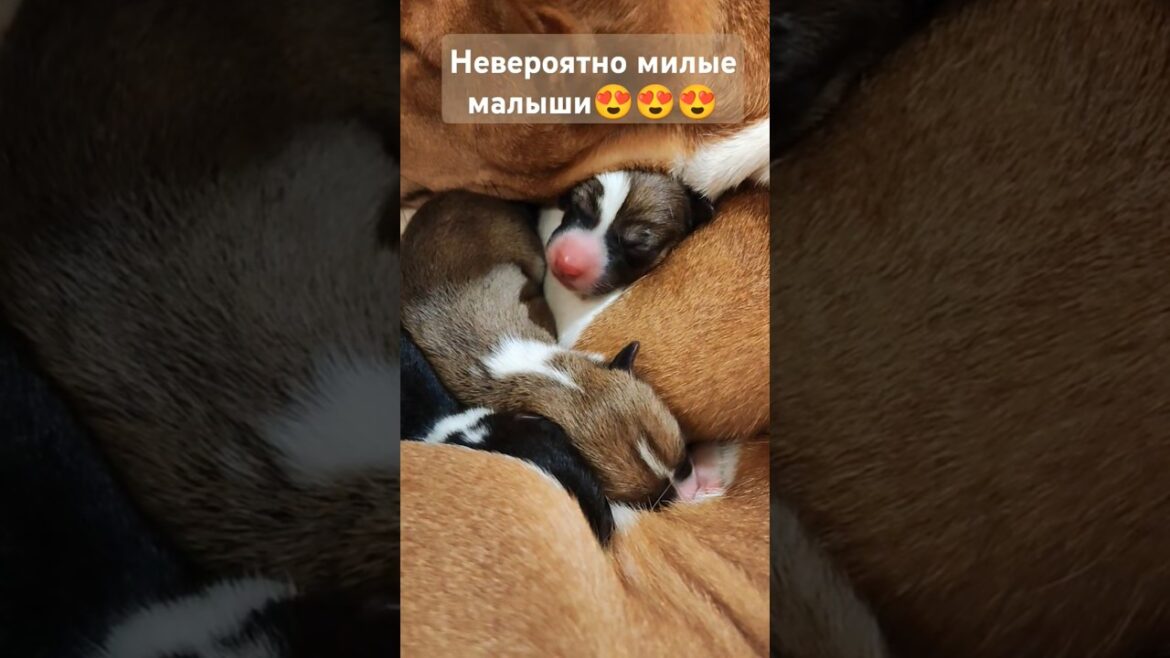 Милота! Новорожденные щенки басенджи #питомцы #щенки #собака #милота #басенджи #роды #малыши #dog