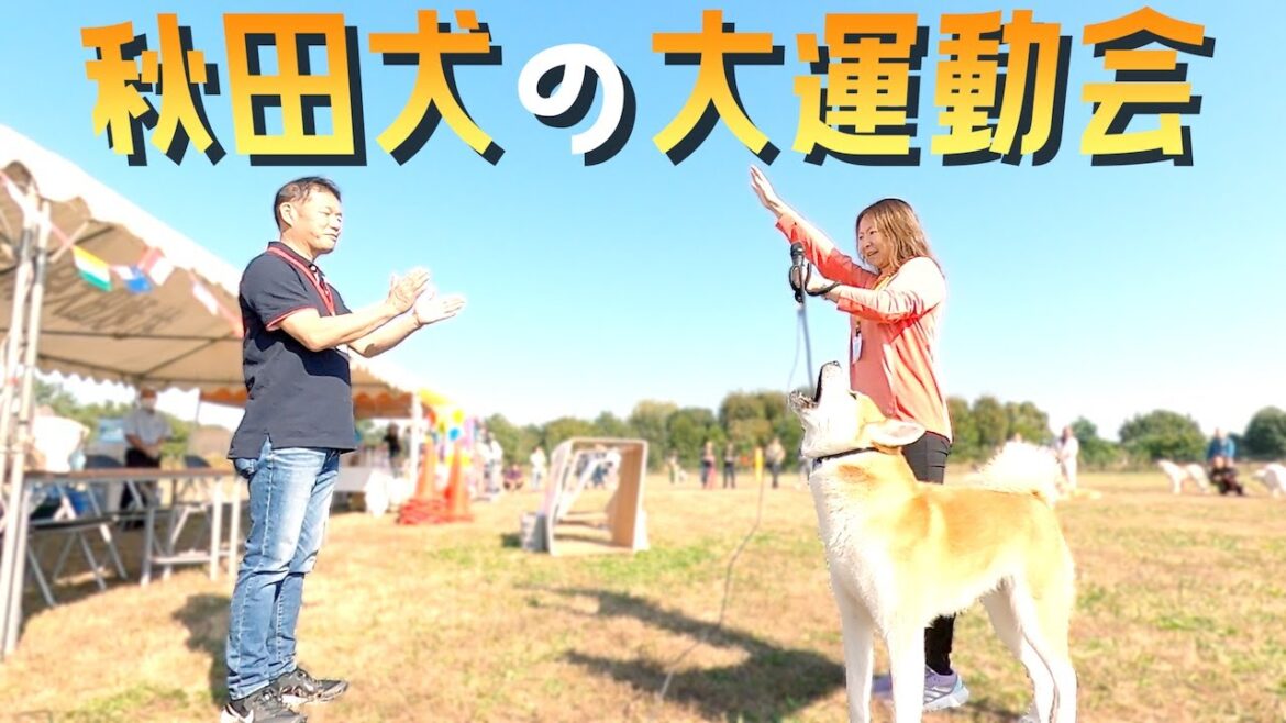秋田犬たちによる運動会❗️人間も本気で取り組んでます❗️笑いあり、ハプニングありのあきたいぬフィーバーでございます。