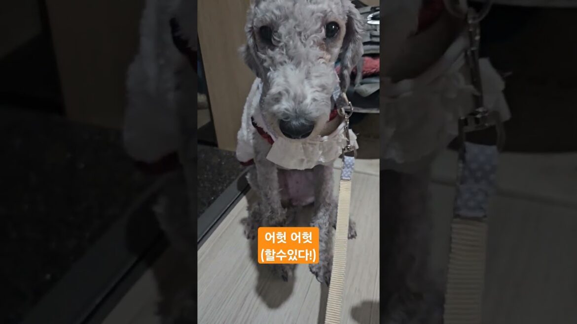 쥬쥬의 산책 도전기  많이컸다🧡     #베들링턴테리어20주 #아기강아지산책 #미룬이 #강아지일상 #puppy
