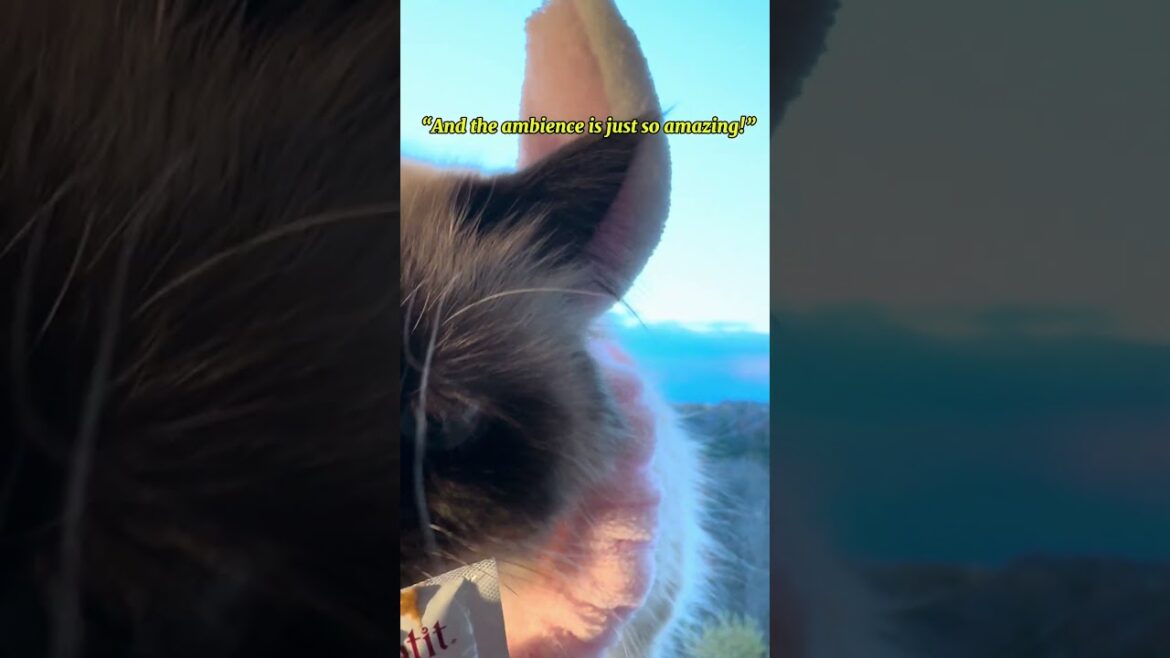 Treats For Kitty #subscribers #cat #himalayancat #shorts #shortfeed #shortvideo #pets #subscribe