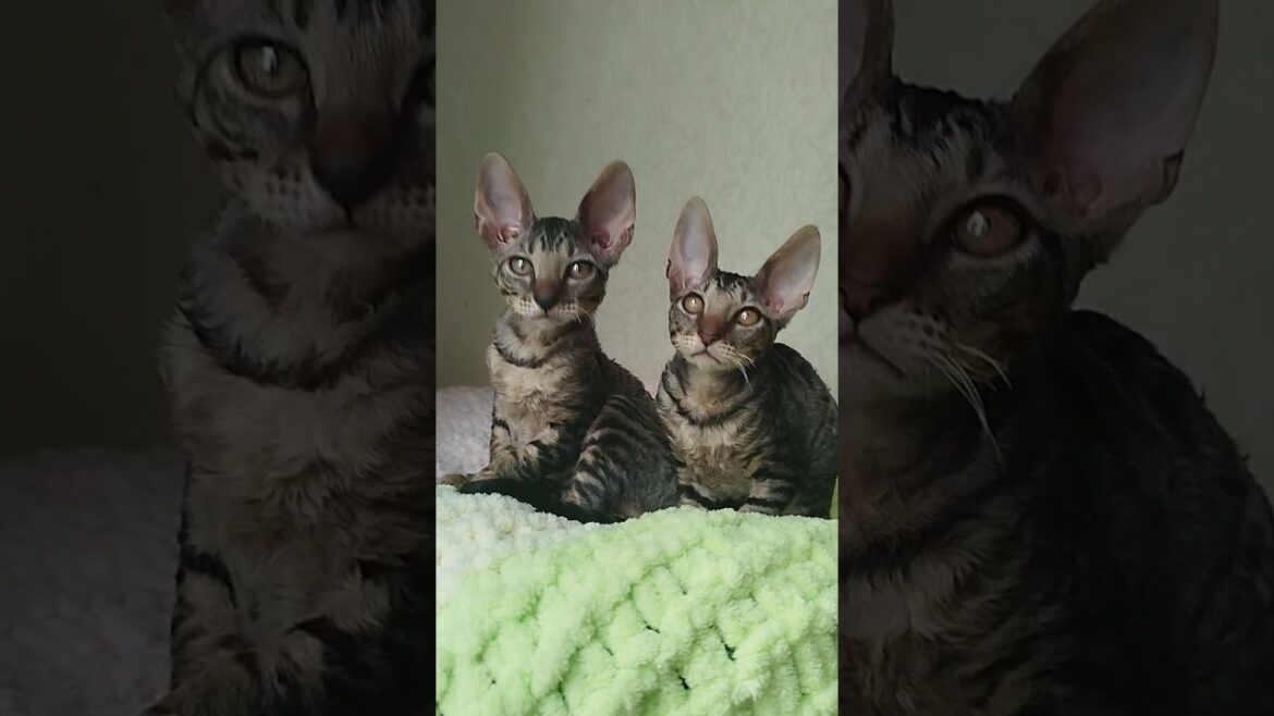 Cute Cornish Rex Kitty Dorothy