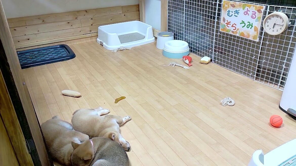 柴犬なつ！子育て生配信【生後66日】元気が有り余り過ぎている柴犬4兄妹！
