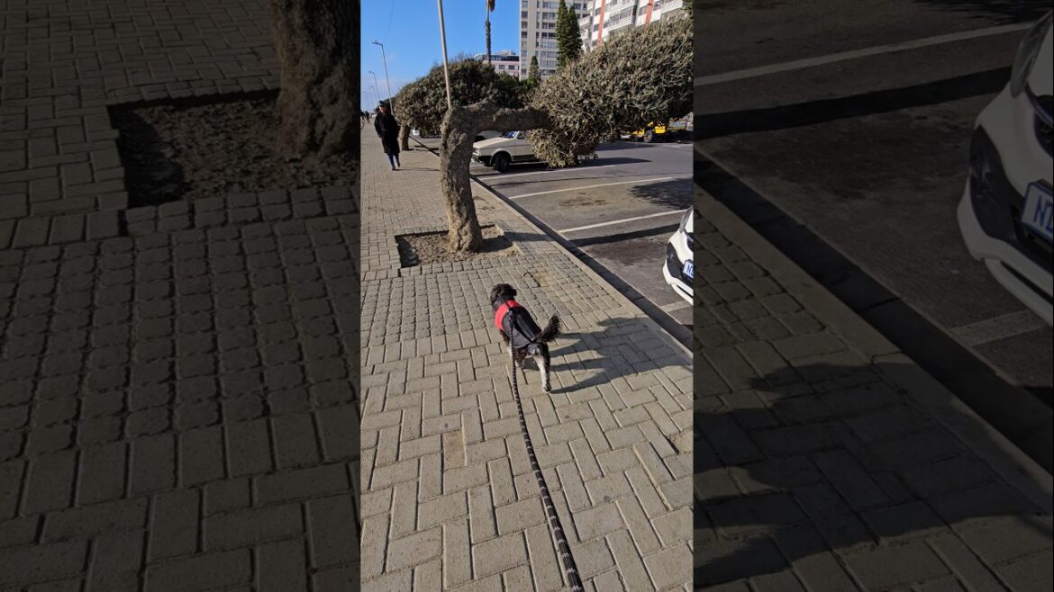 Miniature Schnauzer Happy Days Miniature Schnauzer Happy Days