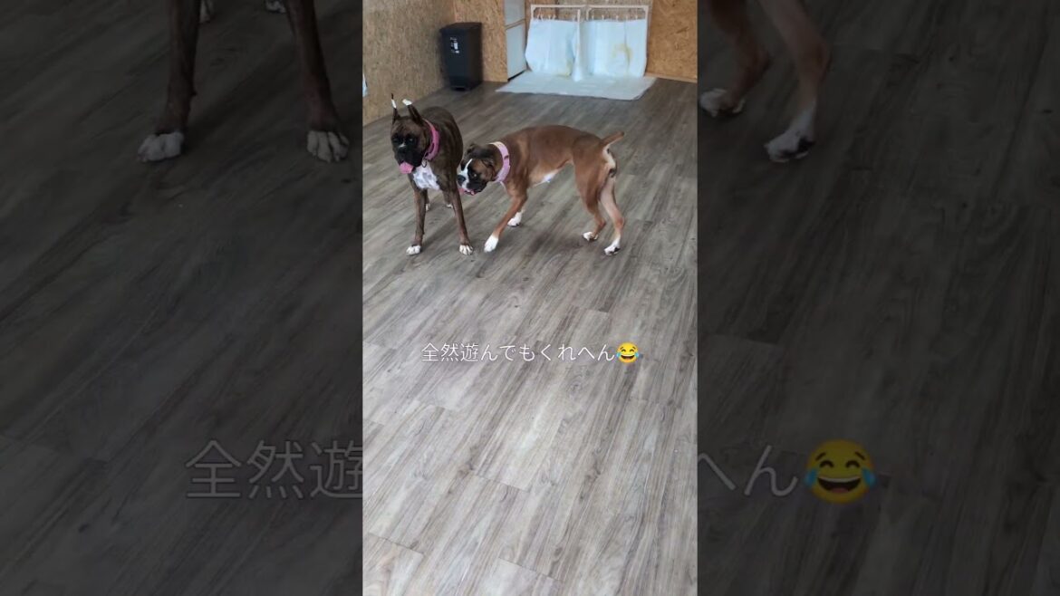 #ボクサー犬 #ヒート中やのに #遊んでくれない #これでもメス #オス犬へのアピール全敗中
