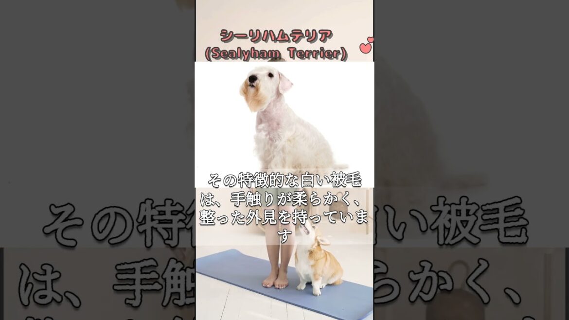 シーリハムテリア (Sealyham Terrier)　 #犬 #ワンちゃん #愛犬 #ペット #犬のいる暮らし #犬のいる生活 #犬との暮らし #犬動画 #1分雑学 #犬飼いたい