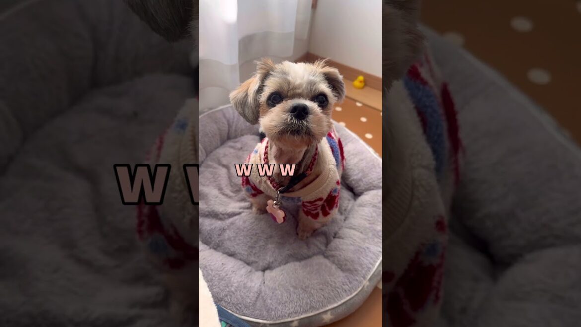 え…だからなによ❓#シーズー #いぬ #犬 #わんこ