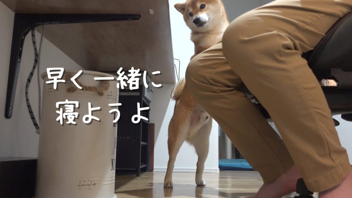 パパと一緒じゃないと寝られない柴犬…悶絶級の可愛さを見せつける。