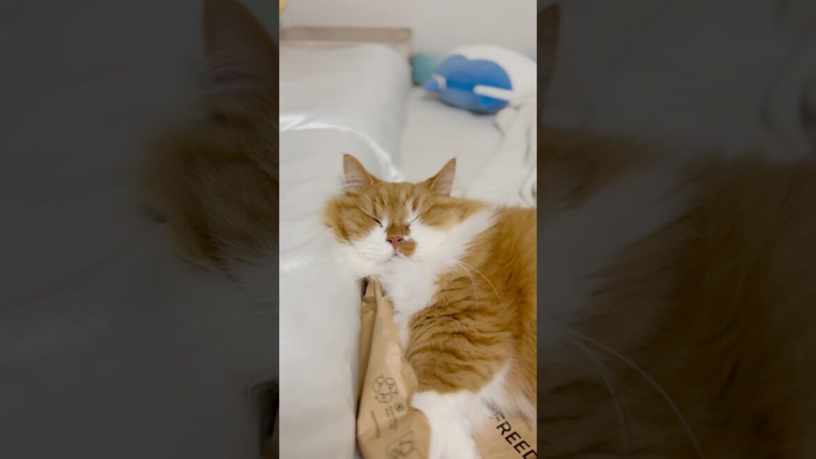 枕を使って爆睡する猫 #shorts #猫 #マンチカン #短足マンチカン #cat #munchkin