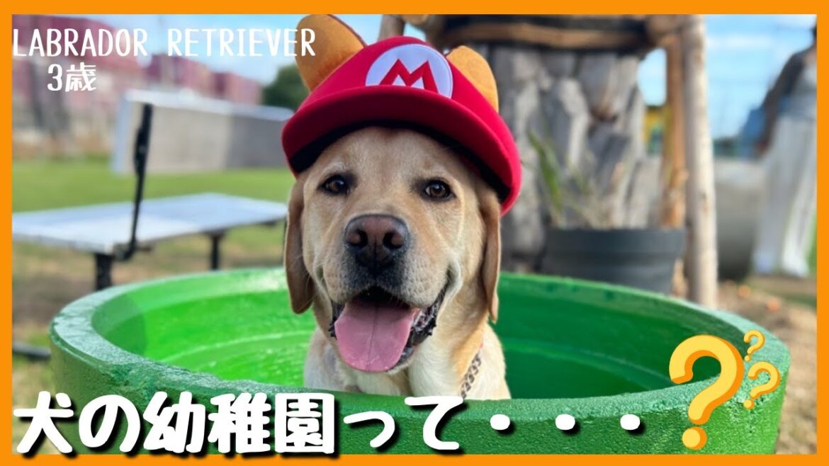 【ラブラドールレトリーバー】犬の幼稚園って何ですか? 【ラブラドールレトリーバー】犬の幼稚園って何ですか?