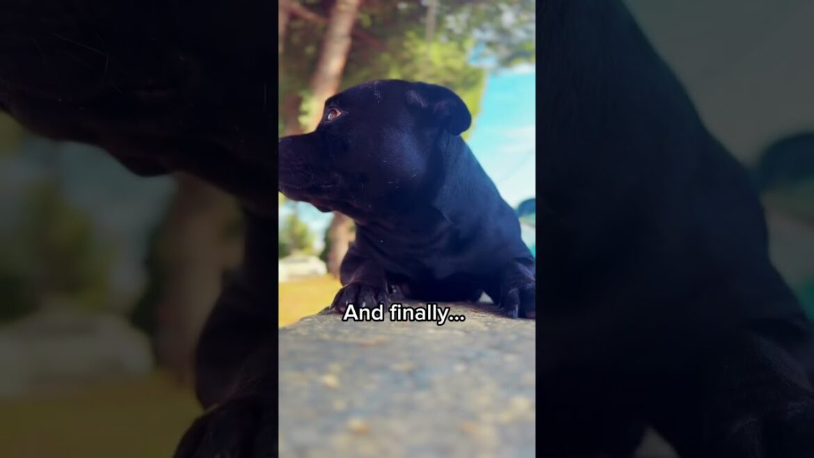 Morning routine #staffy #dog #staffylovers #dogbreed #lifestyle