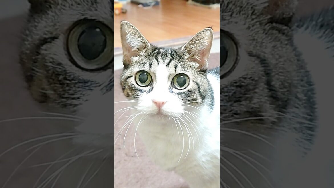【にらめっこ】至近距離でガン見してくる猫が怖い #Shorts 【にらめっこ】至近距離でガン見してくる猫が怖い #Shorts