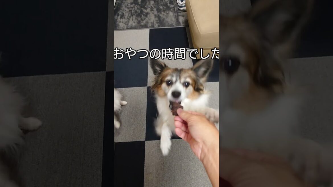 わんこ達の圧がすごいんです #おやつ #パピヨン #かわいい犬