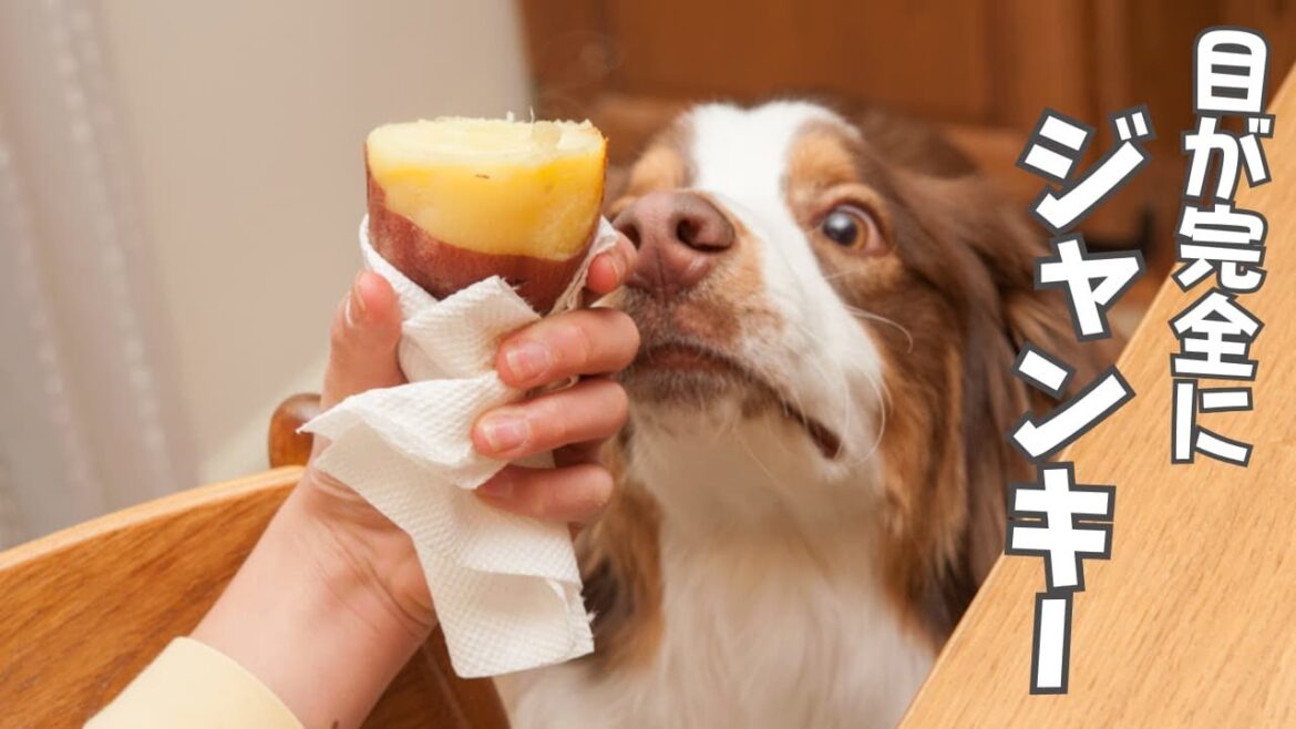 家のどこにいても、野菜を切る音がすると光の速さでかけつける犬｜オーストラリアンシェパード｜犬のASMR