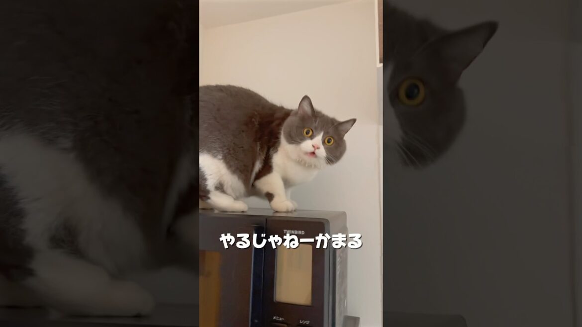 飼い主連れて鬼退治じゃ🍑　#猫 #ブリティッシュショートヘアー  #猫がいる暮らし