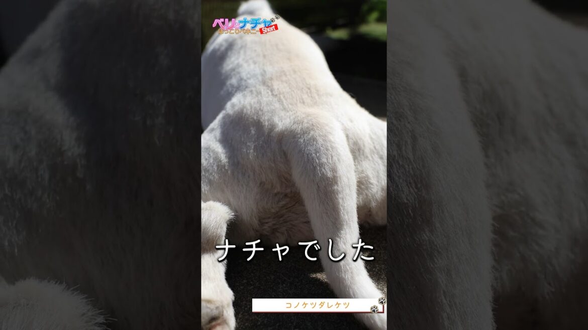 s315『コノケツダレケツ』【ベリとナチャ ほっこりペキニーズ】#犬のいる生活 #犬 #dog #ペキニーズ #ベリザベス #ナチャテリーヌ #癒し #可愛い #いぬ
