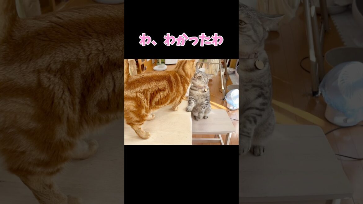 今日のねこもふ劇団 #猫 #マンチカン #shorts