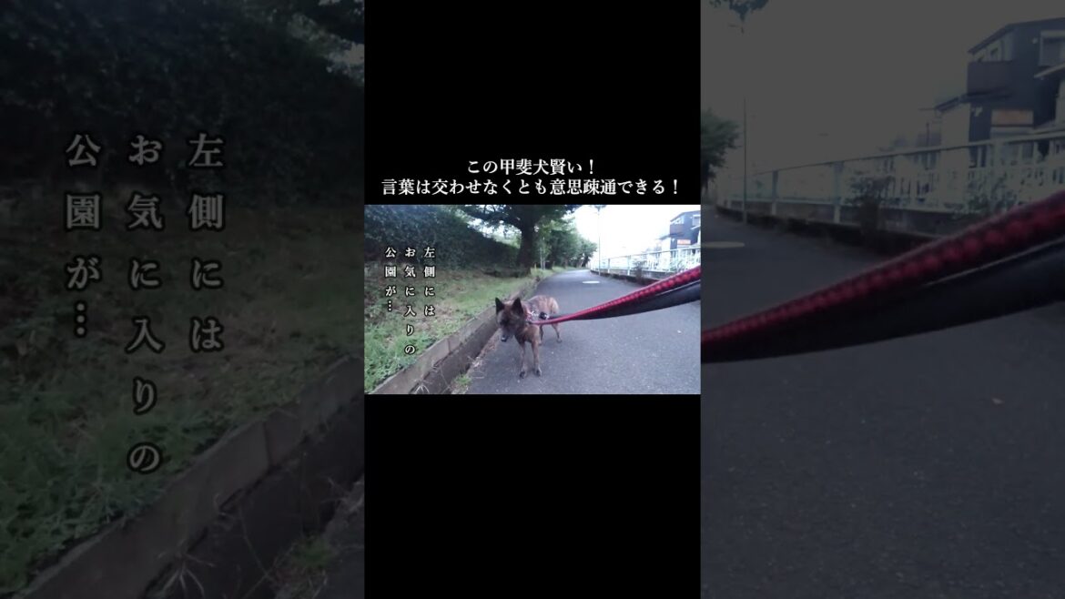 言葉は交わさなくとも意思疎通ができる甲斐犬 #甲斐犬 #賢い犬 #youtubeshorts 言葉は交わさなくとも意思疎通ができる甲斐犬 #甲斐犬 #賢い犬 #youtubeshorts