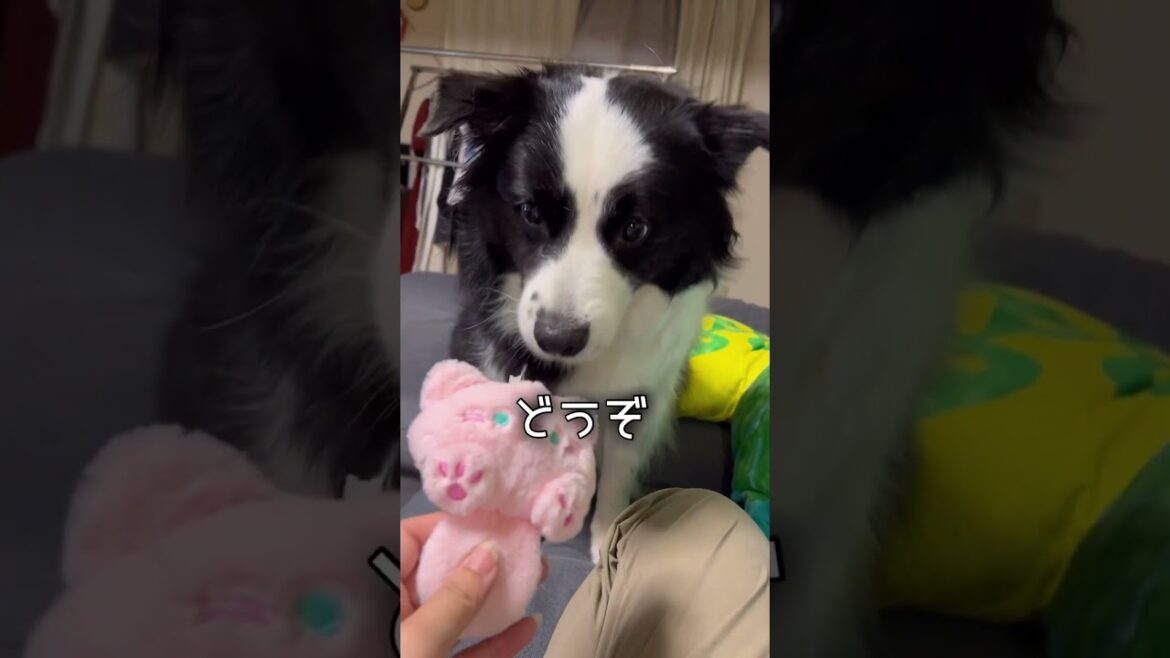 プレゼントを一瞬で壊す愛犬 #ボーダーコリー #dog #bordercollie #shorts