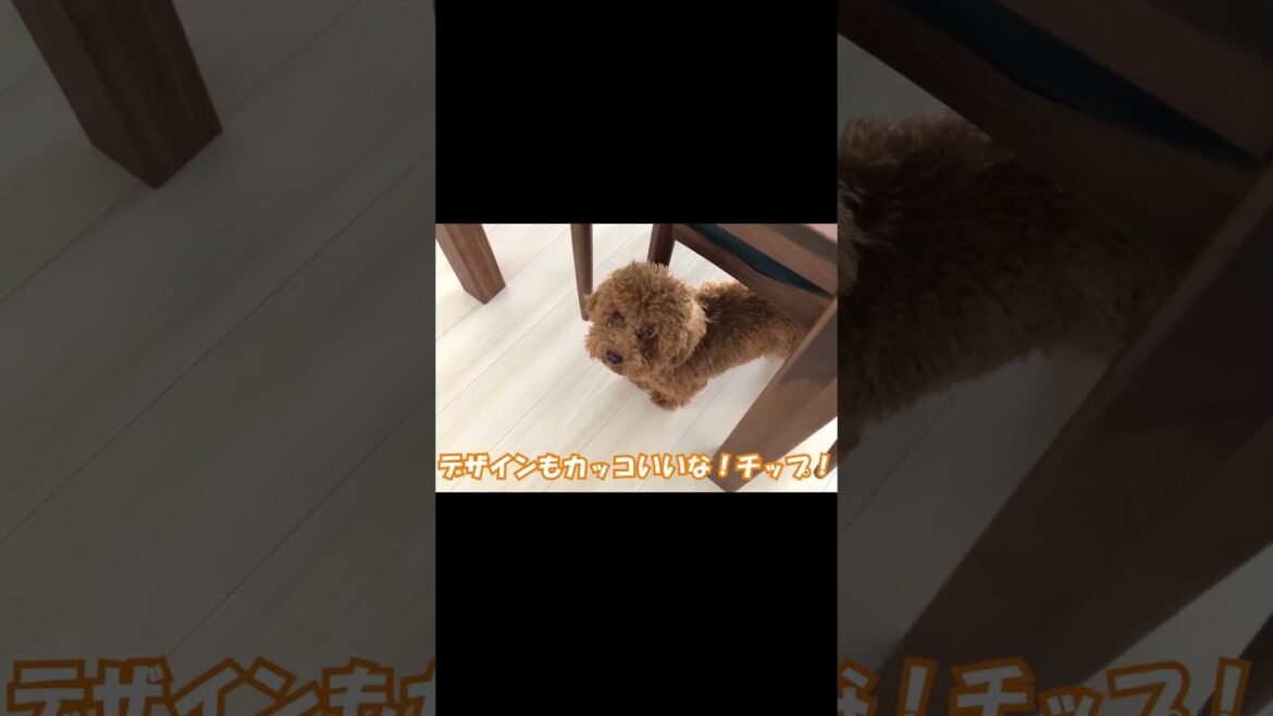 水一つもこだわりがある?グルメなトイプードルwww 水一つもこだわりがある?グルメなトイプードルwww