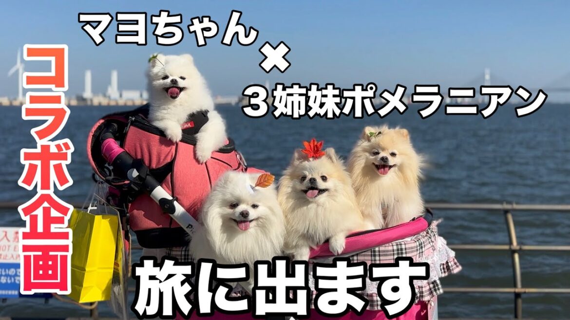 マヨちゃんと３姉妹ポメラニアンがキャンピングカーで旅をするin横浜旅