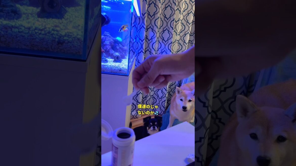 お魚さんのご飯が羨ましいポンとチビ😂#柴犬 #チワワ #shorts