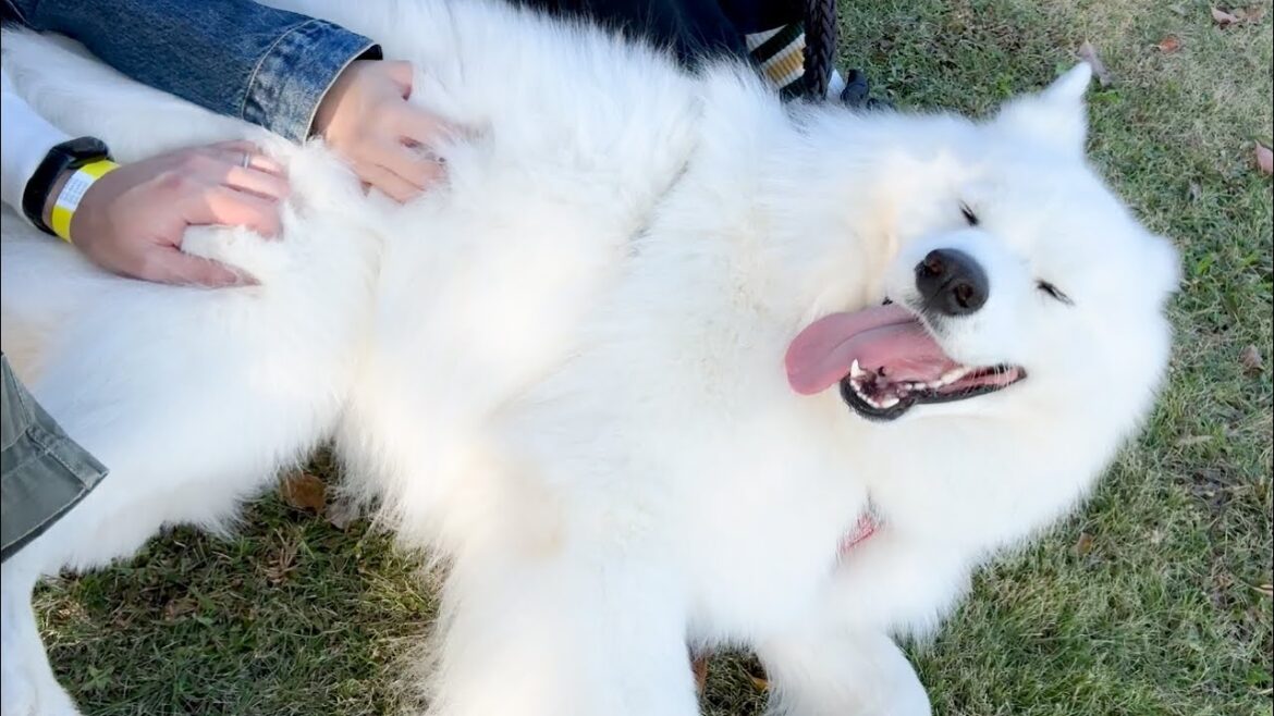 お出かけ先でもかまわず甘えん坊が爆発してしまう犬がかわいすぎました…！＃ジャパンわんこフェスタ2024