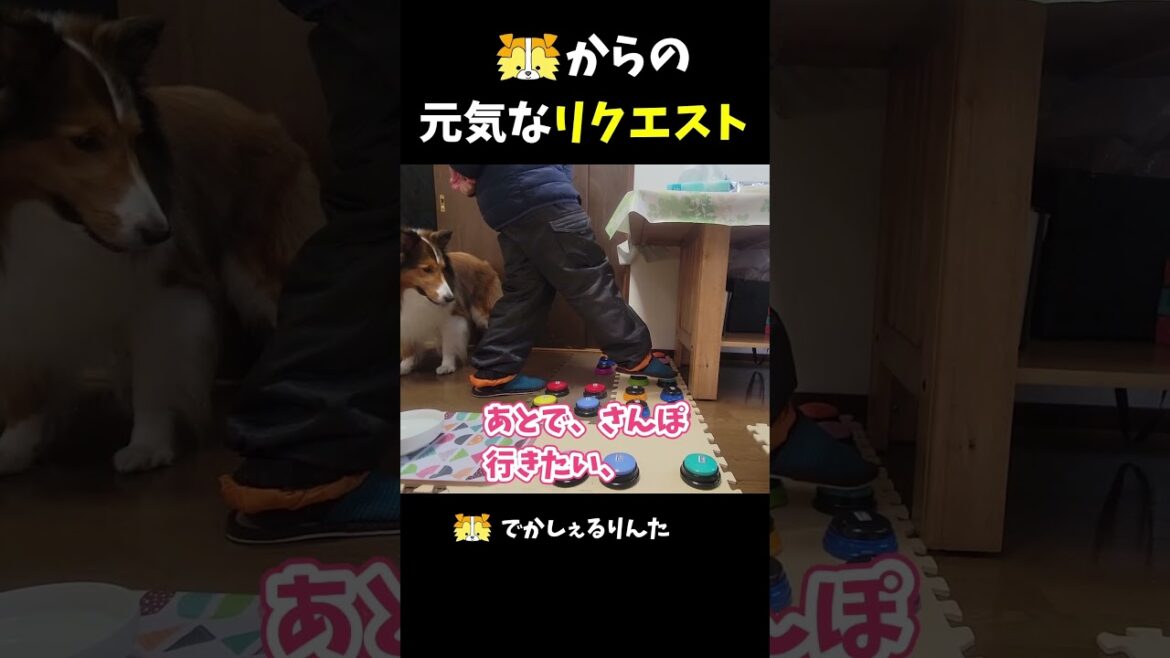 シェルティからの元気なリクエスト【会話ボタンでしゃべる犬】 #shorts #dog