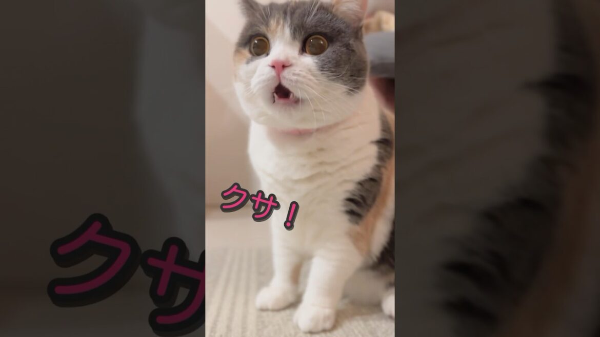 猫のフレーメン反応やみつきか　#cat #猫 #ブリティッシュショートヘア #shorts #フレーメン