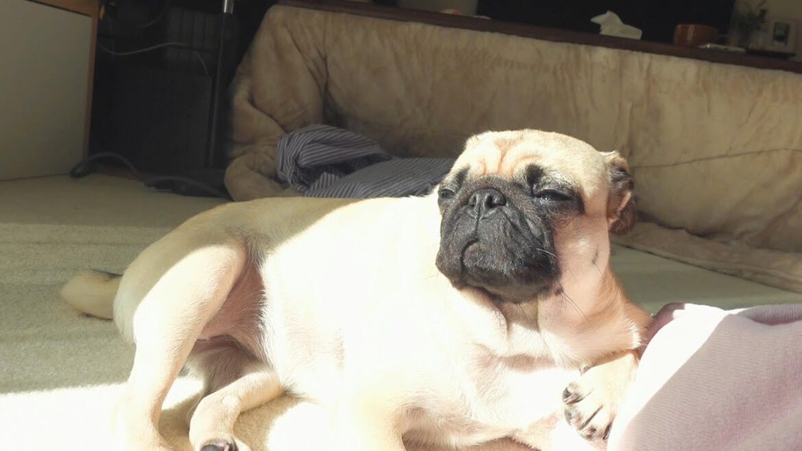 飼い主の帰りを別に全然待ってないパグ。A pug that is not waiting for its owner to return at all.【パグ、pug】