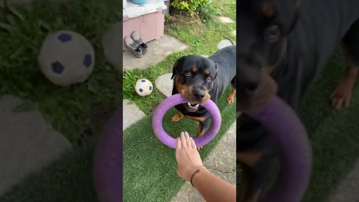 超大型犬ロットワイラーの庭遊び