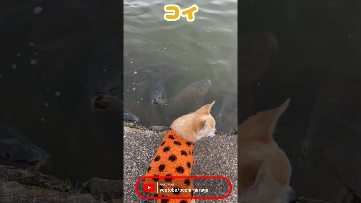 スムースコートチワワ きな子ちゃんと初恋（誤字） #Shorts #dog