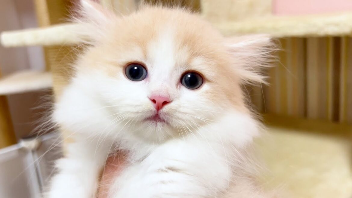 【マンチカンの子猫】今日でお別れ！ありがとうね子猫達ぃ～な件 ～猫のいる生活Vol.1043～出産動画 マンチカン短足・ミヌエット・ペルシャ猫専門ブリーダー『ペット蔵人』【子猫の成長記録】