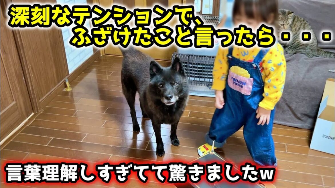 【賢い犬】甲斐犬相手に演技したらあっさり見破られ、それどころか・・・笑【クリスマス】
