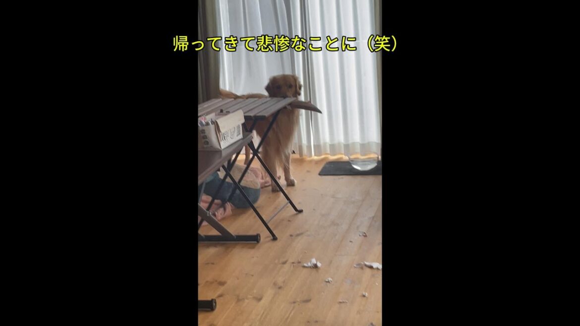 [ゴールデンレトリバー#641 ]二か月に一回の悲惨な現場（笑）