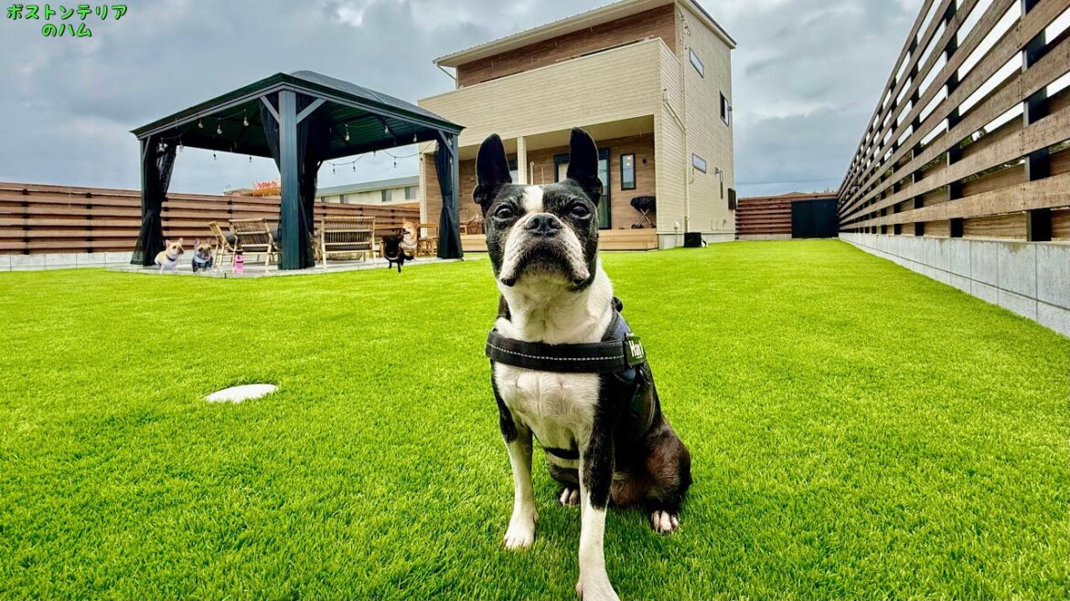 愛犬５頭で特大別荘貸し切って遊び尽くしてやったぜ‼︎な秋